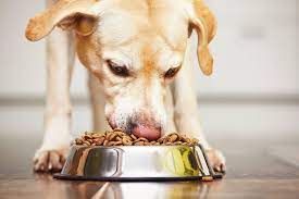 Signs that your Pet Food is Wrong for your Pet