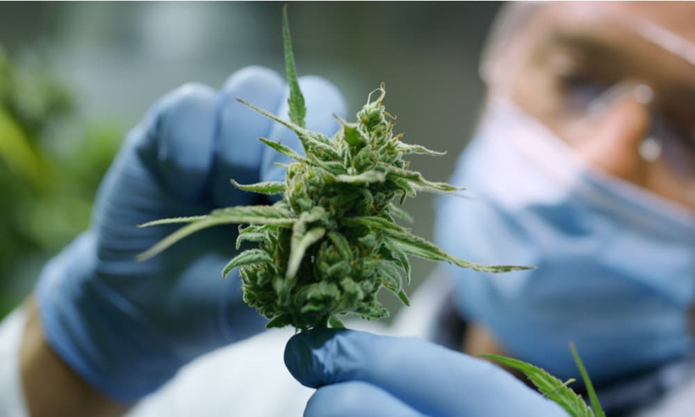The HHC Buzz: Decoding the Hype Surrounding this New Cannabinoid