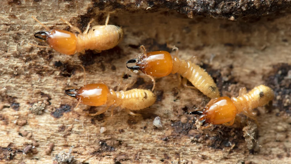Termite Solutions: Protecting Your Property from Silent Invaders