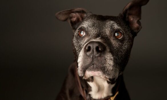 Aging Pup